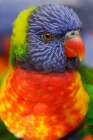 Rainbow lorikeet-native to Australia Art Print